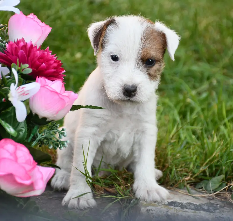 Garçon 1, Parson Russell terrier, élevage Du Pont du Riot d'Esnes