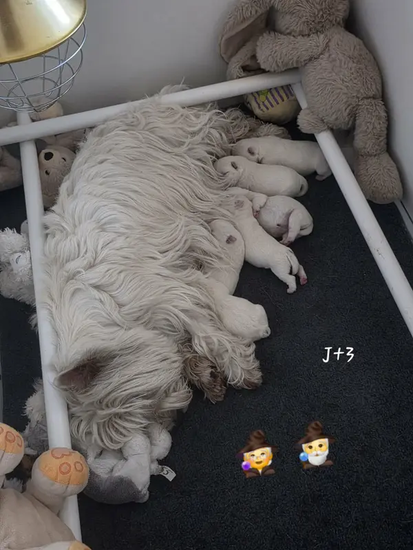 Portée de West Highland White terrier, élevage Des Petites Sorcieres