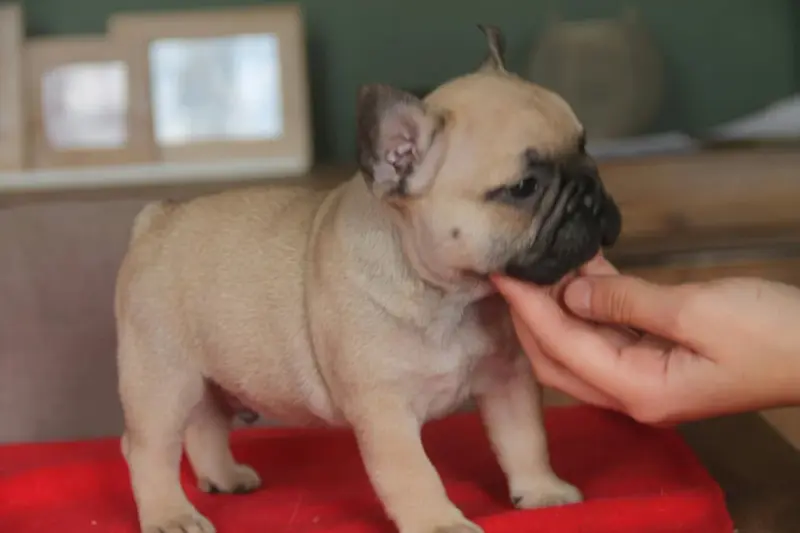 Portée de Bouledogue français, élevage Du Domaine des Molosses