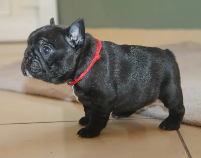 Portée de Bouledogue français, élevage Du Domaine des Molosses