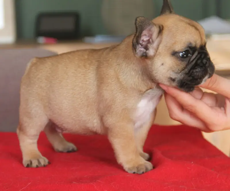 Portée de Bouledogue français, élevage Du Domaine des Molosses