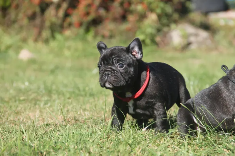 Portée de Bouledogue français, élevage Du Domaine des Molosses