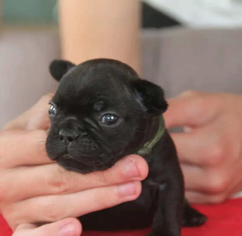 Ben, Bouledogue français, élevage Du Domaine des Molosses