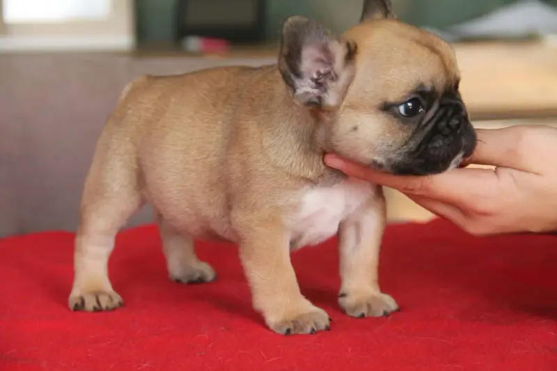 Portée de Bouledogue français, élevage Du Domaine des Molosses