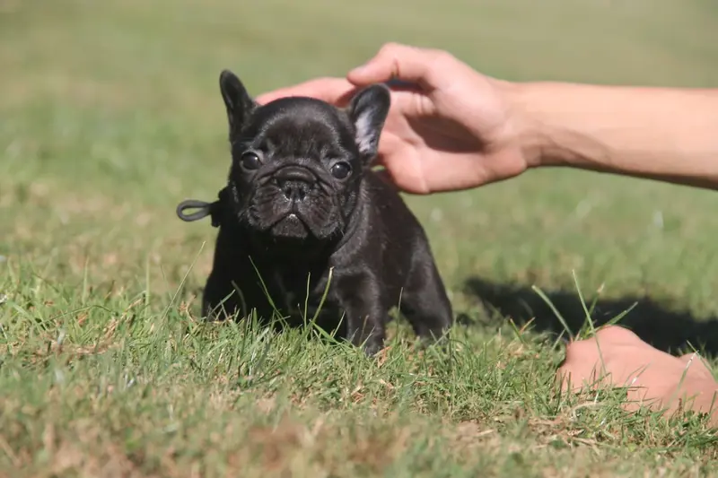 Portée de Bouledogue français, élevage Du Domaine des Molosses