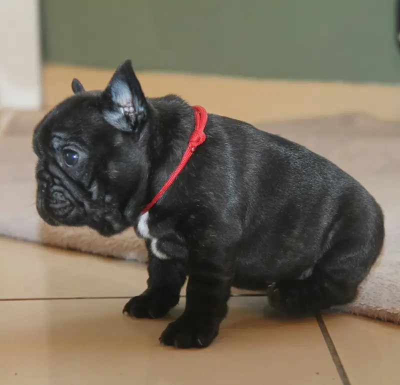 Portée de Bouledogue français, élevage Du Domaine des Molosses