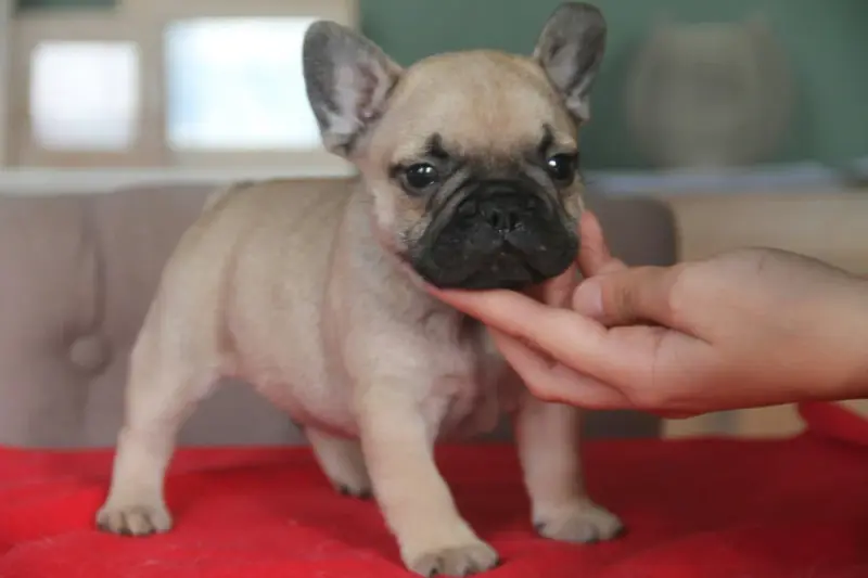 Portée de Bouledogue français, élevage Du Domaine des Molosses