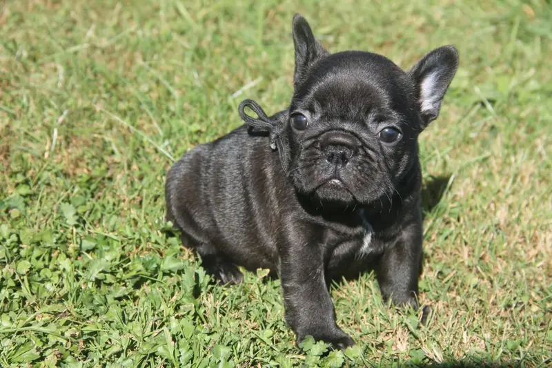 Portée de Bouledogue français, élevage Du Domaine des Molosses