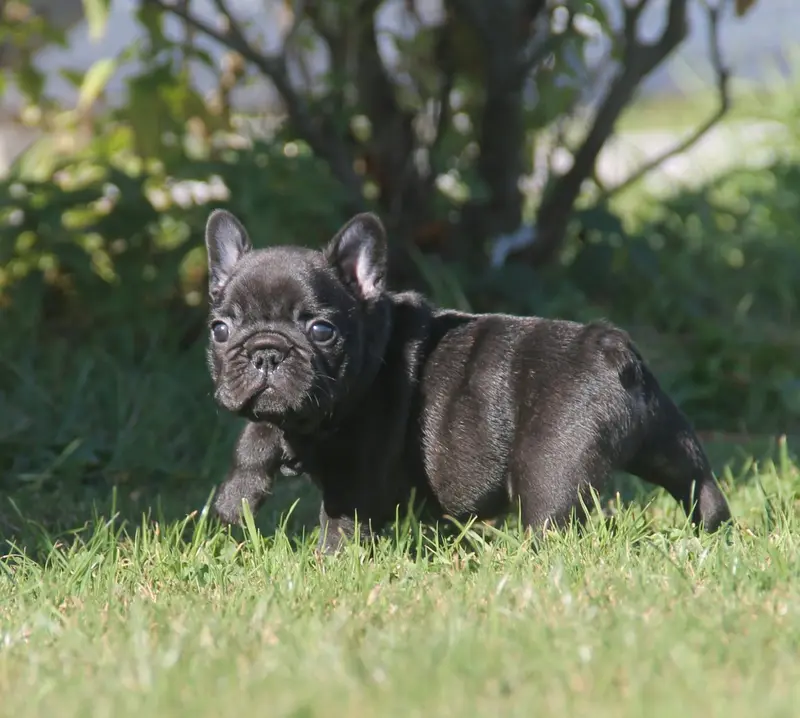 Portée de Bouledogue français, élevage Du Domaine des Molosses
