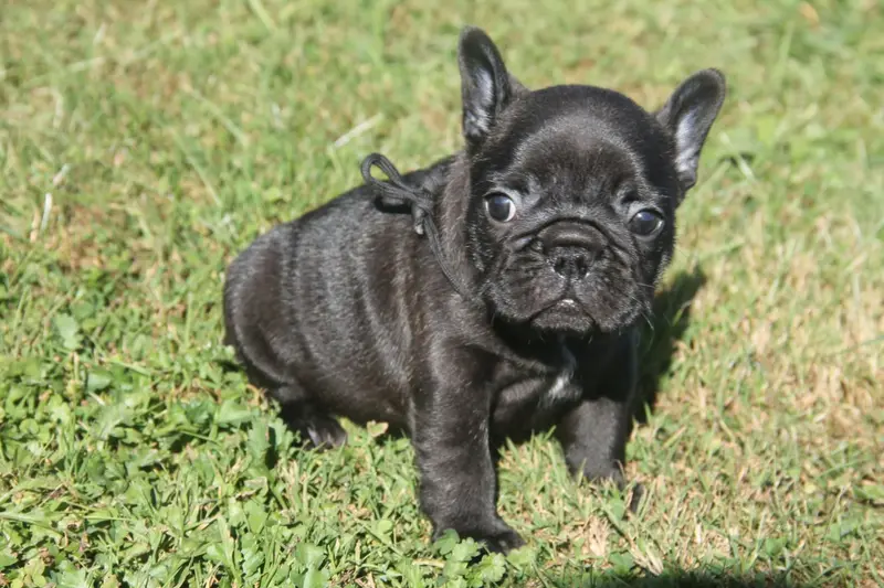 Portée de Bouledogue français, élevage Du Domaine des Molosses