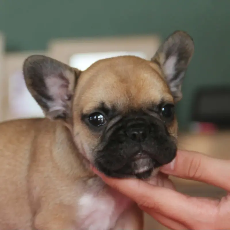 Portée de Bouledogue français, élevage Du Domaine des Molosses
