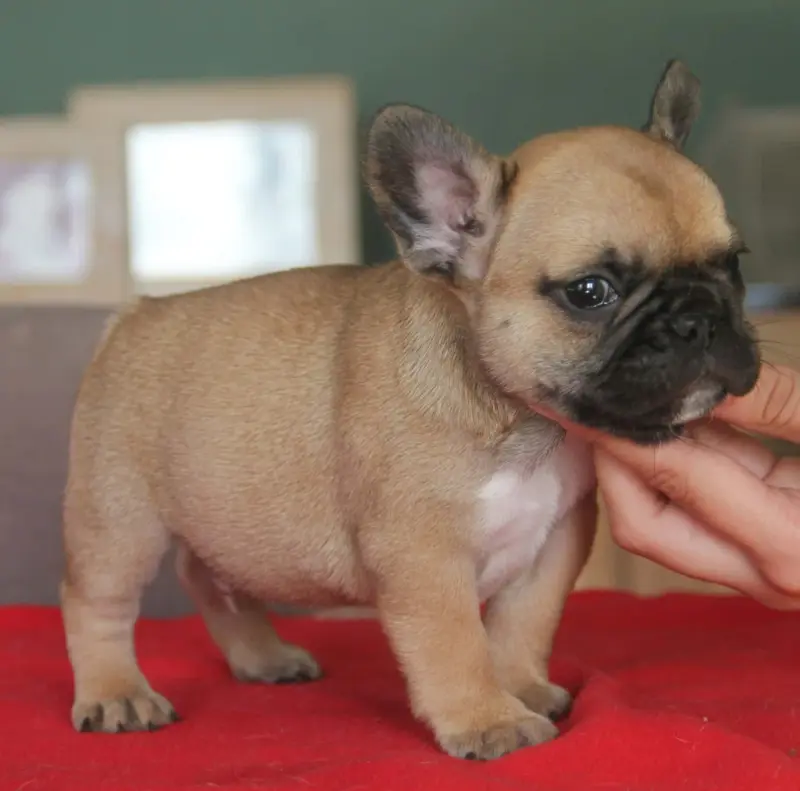 Chiot, Bouledogue français, élevage Du Domaine des Molosses