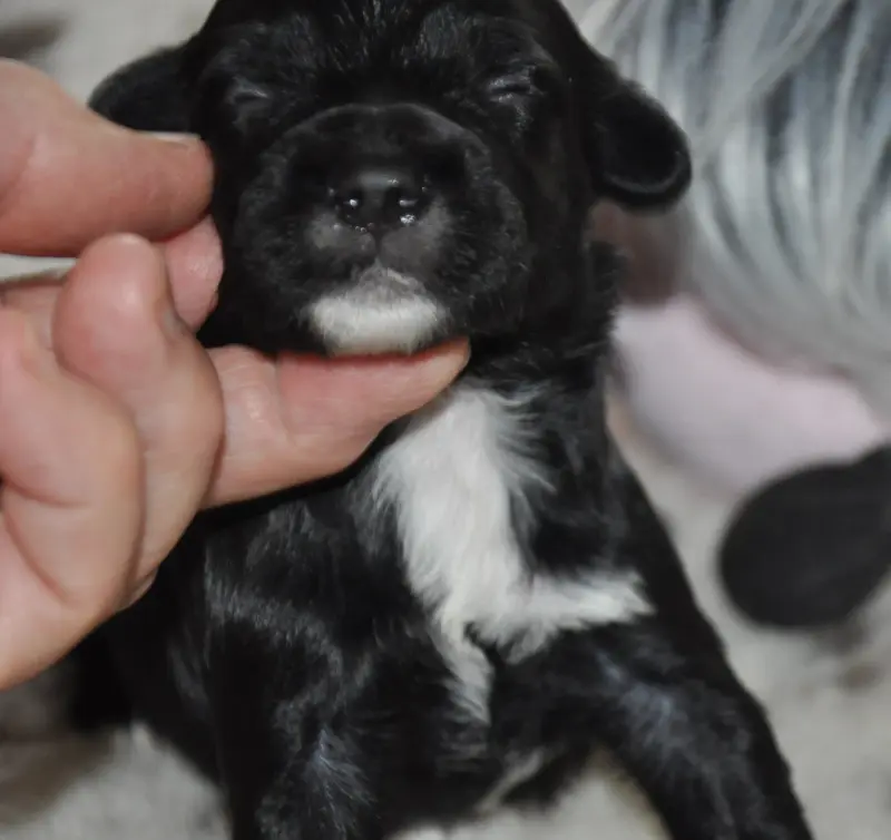 Portée de Terrier tibétain, élevage De Ling Dechen