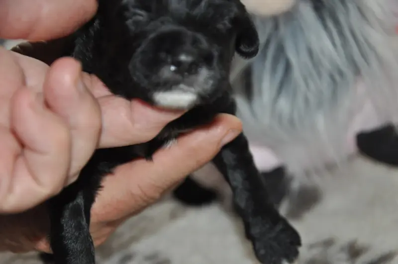 Portée de Terrier tibétain, élevage De Ling Dechen