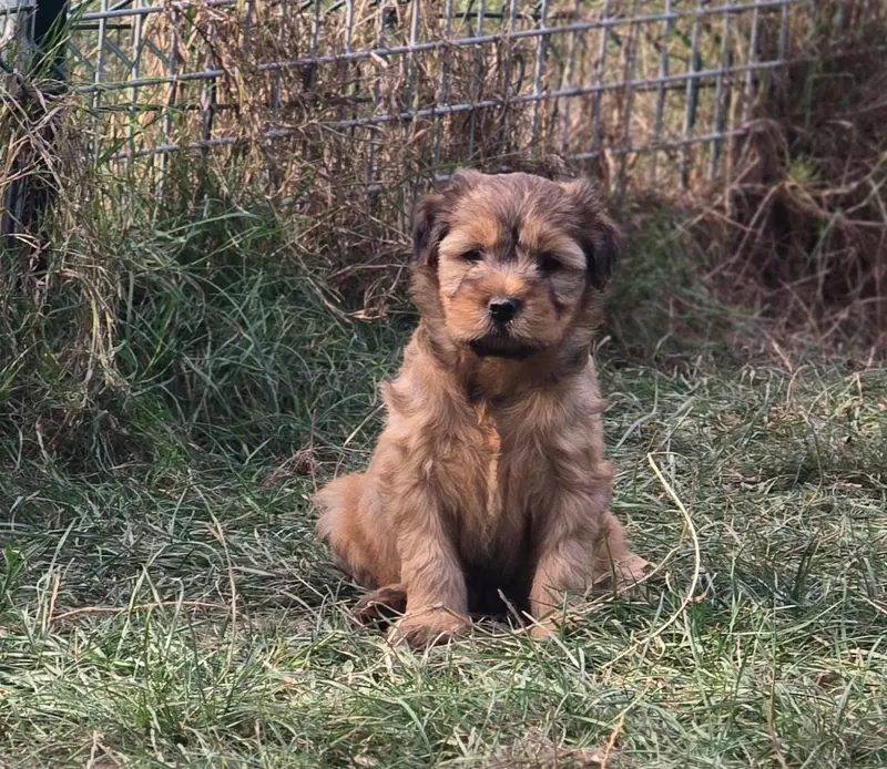 Portée de Terrier tibétain, élevage De Ling Dechen