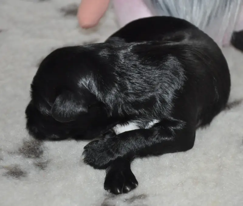 Portée de Terrier tibétain, élevage De Ling Dechen