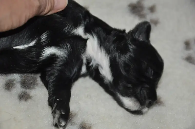 Portée de Terrier tibétain, élevage De Ling Dechen