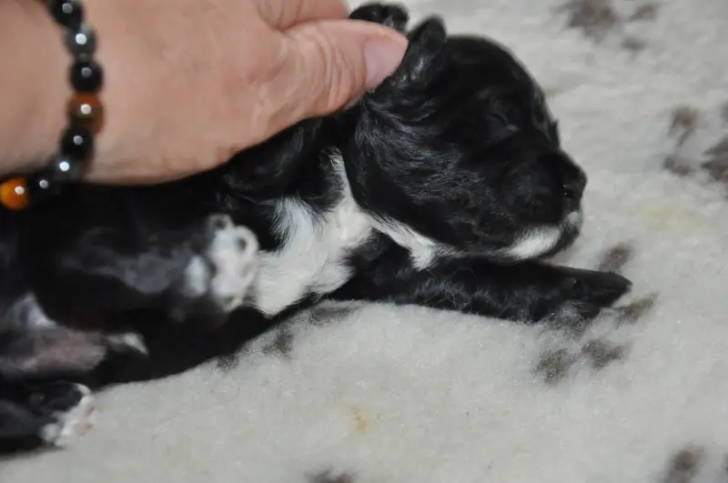 Portée de Terrier tibétain, élevage De Ling Dechen