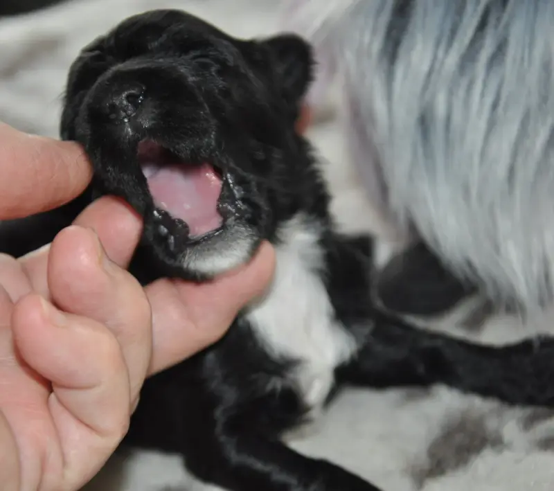 Portée de Terrier tibétain, élevage De Ling Dechen