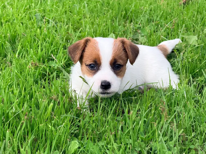 Portée de Jack Russell terrier, élevage De Malaga
