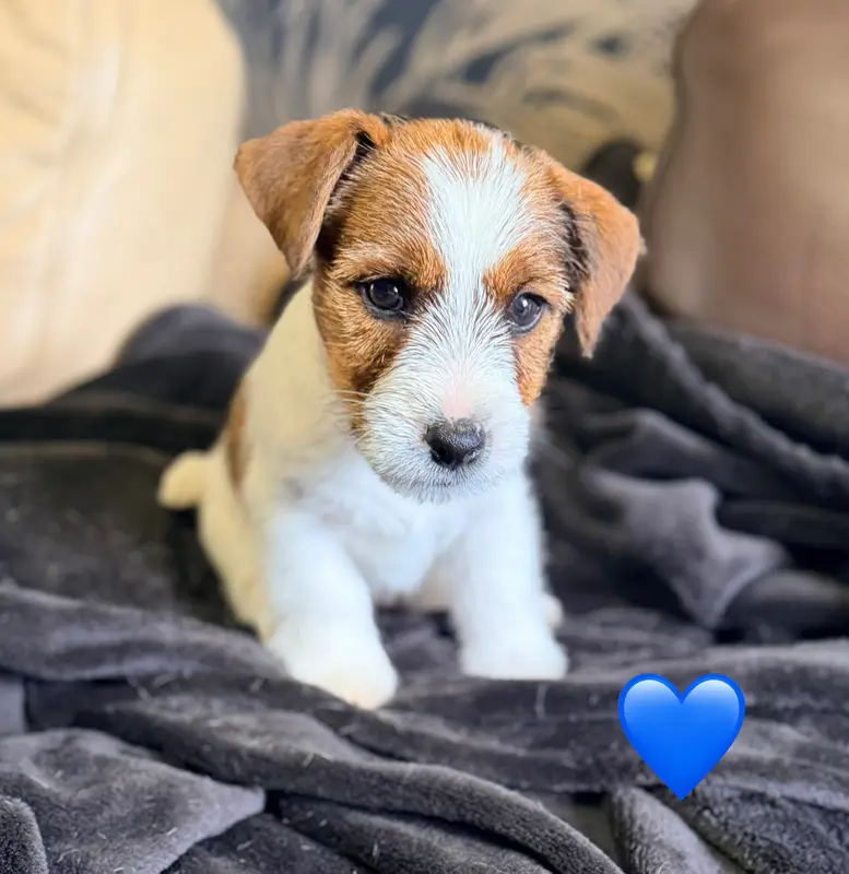 Chiot, Jack Russell terrier, élevage De Malaga