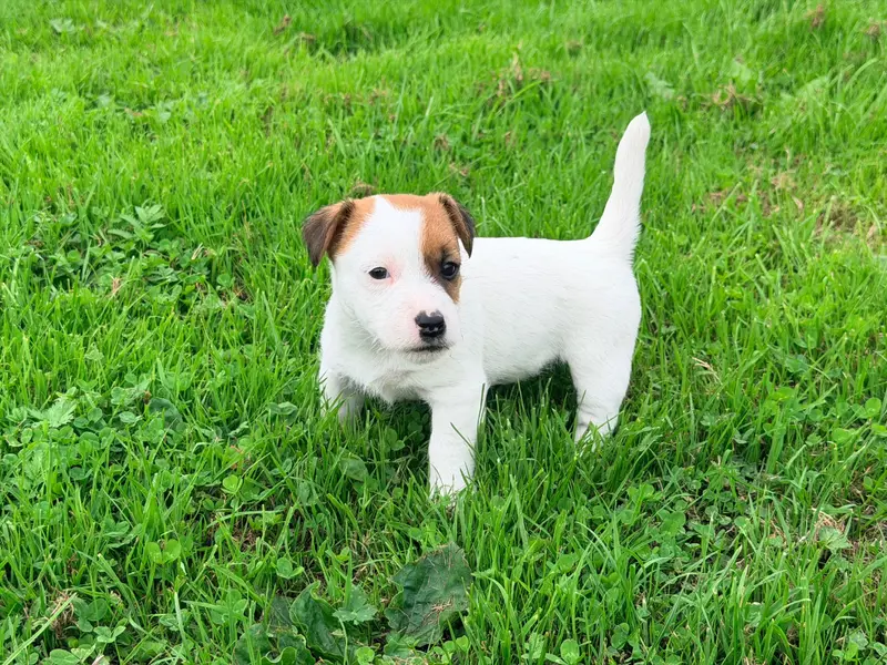 Portée de Jack Russell terrier, élevage De Malaga