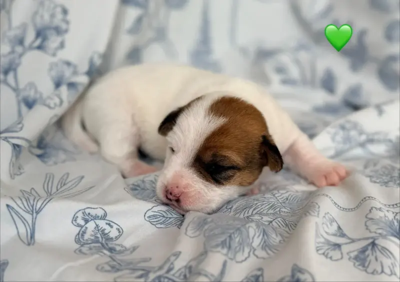 Portée de Jack Russell terrier, élevage De Malaga