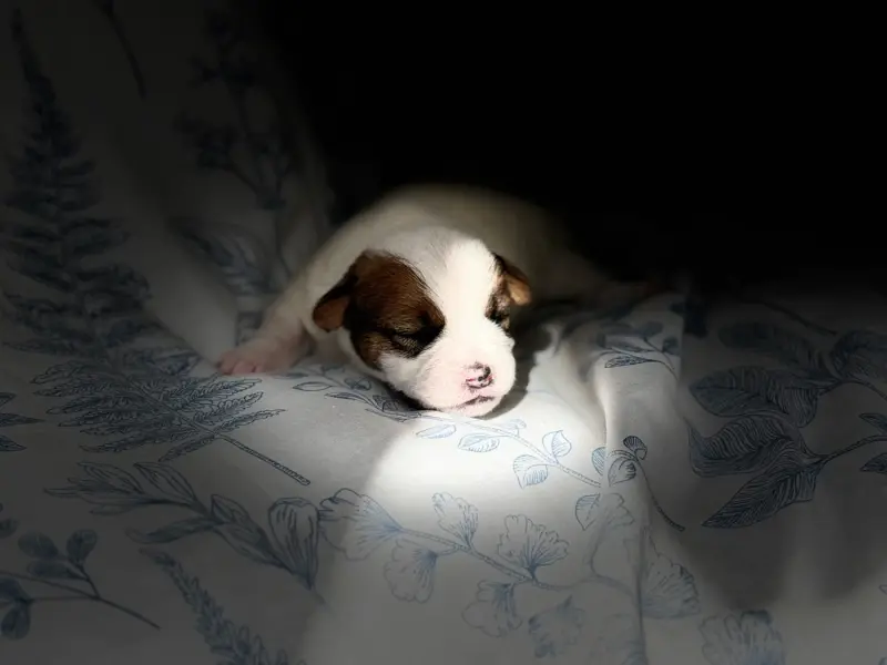 Portée de Jack Russell terrier, élevage De Malaga