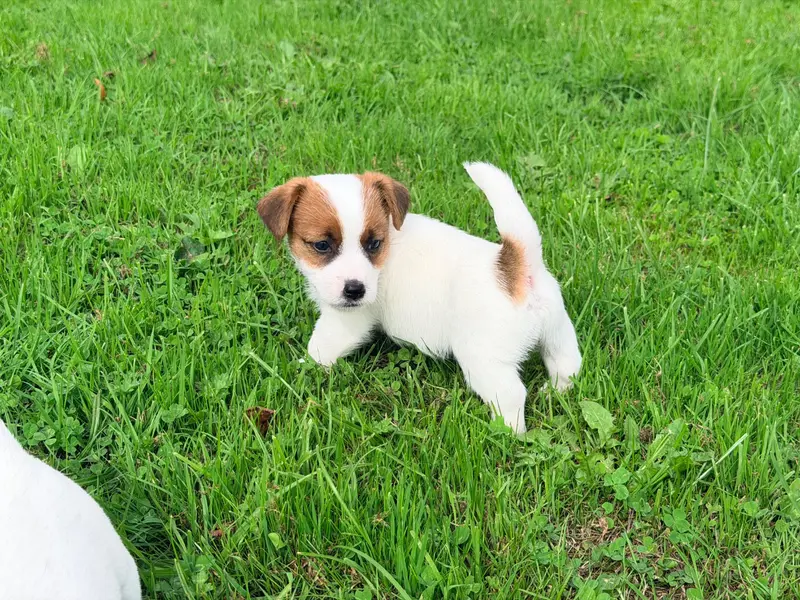 Portée de Jack Russell terrier, élevage De Malaga