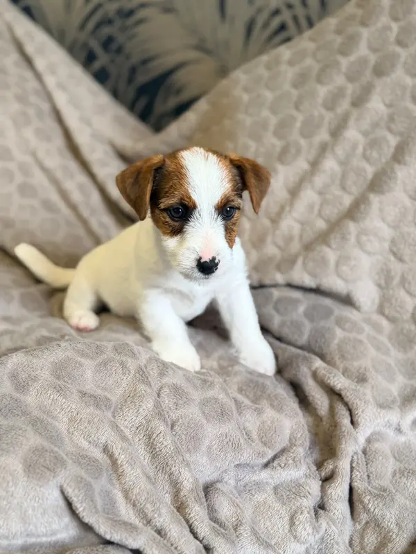 Chiot, Jack Russell terrier, élevage De Malaga