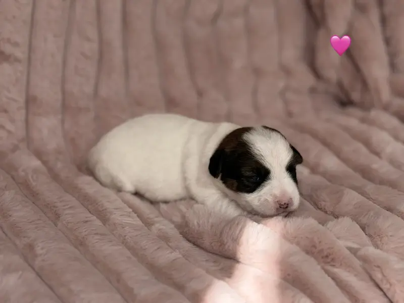 Portée de Jack Russell terrier, élevage De Malaga