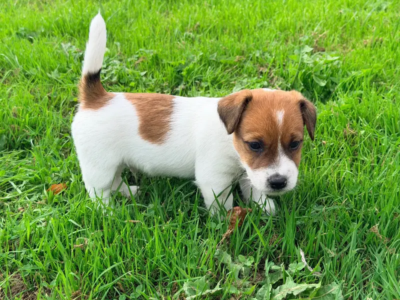 Baiko, Jack Russell terrier, élevage De Malaga