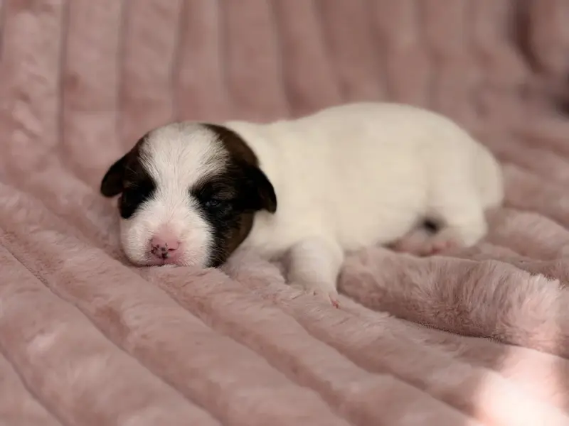 Portée de Jack Russell terrier, élevage De Malaga