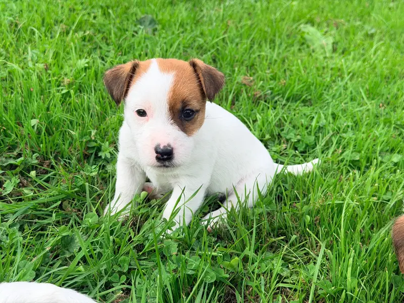 Portée de Jack Russell terrier, élevage De Malaga