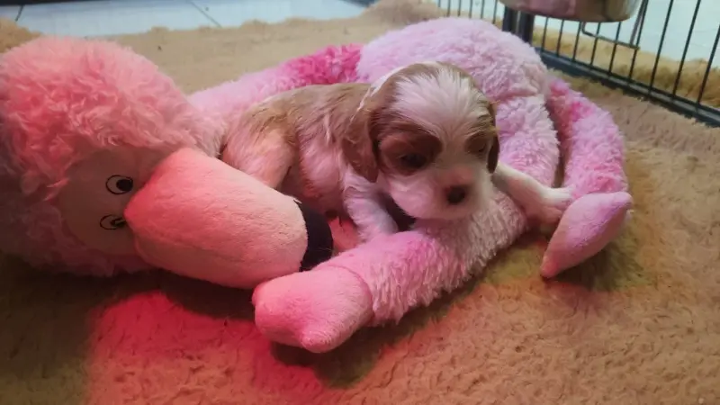 Portée de Cavalier King Charles, élevage Of Jewel's Symphony