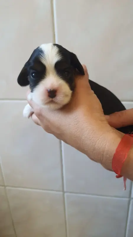 Chiot, Cavalier King Charles, élevage Of Jewel's Symphony