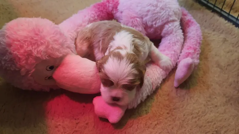 Portée de Cavalier King Charles, élevage Of Jewel's Symphony