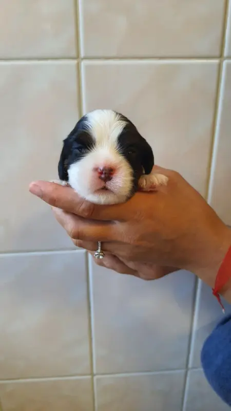 Chiot, Cavalier King Charles, élevage Of Jewel's Symphony