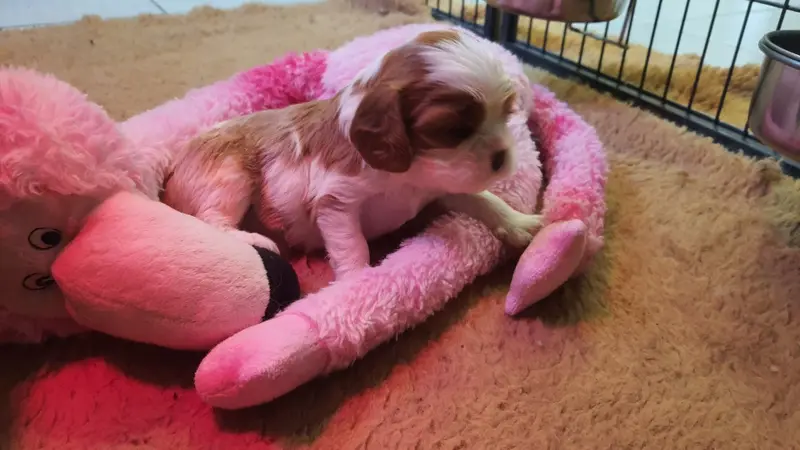 Portée de Cavalier King Charles, élevage Of Jewel's Symphony