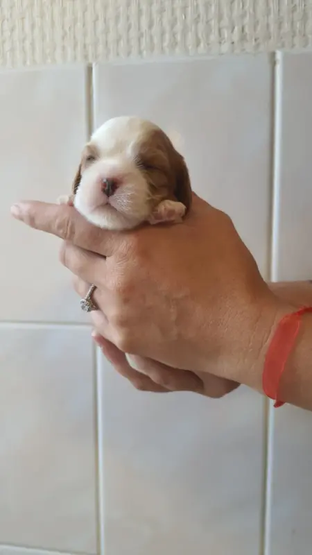 Chiot, Cavalier King Charles, élevage Of Jewel's Symphony