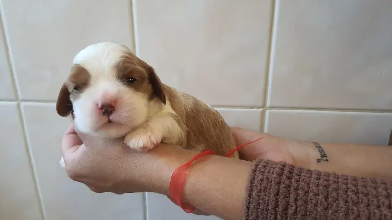 Chiot, Cavalier King Charles, élevage Of Jewel's Symphony