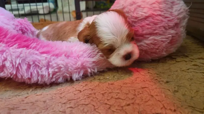 Portée de Cavalier King Charles, élevage Of Jewel's Symphony