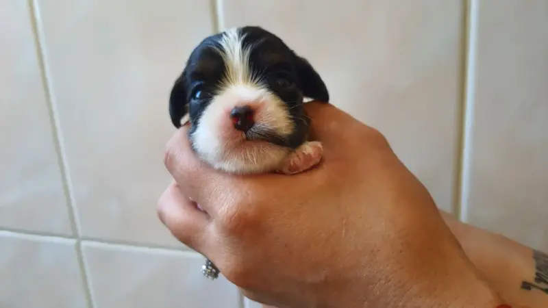 Chiot, Cavalier King Charles, élevage Of Jewel's Symphony