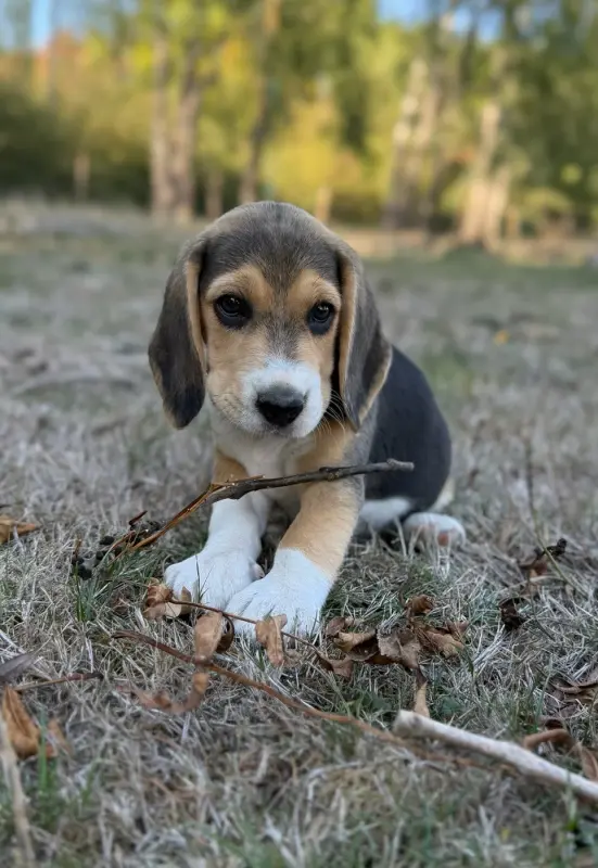 Chiot, Beagle, élevage Du Moulin de Madjurie