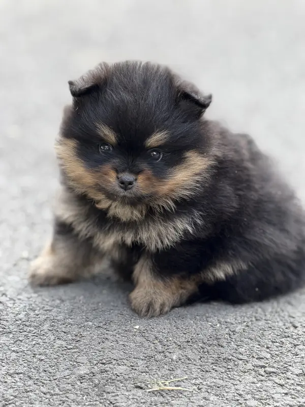 Chiot, Spitz allemand, élevage Du Moulin de Madjurie