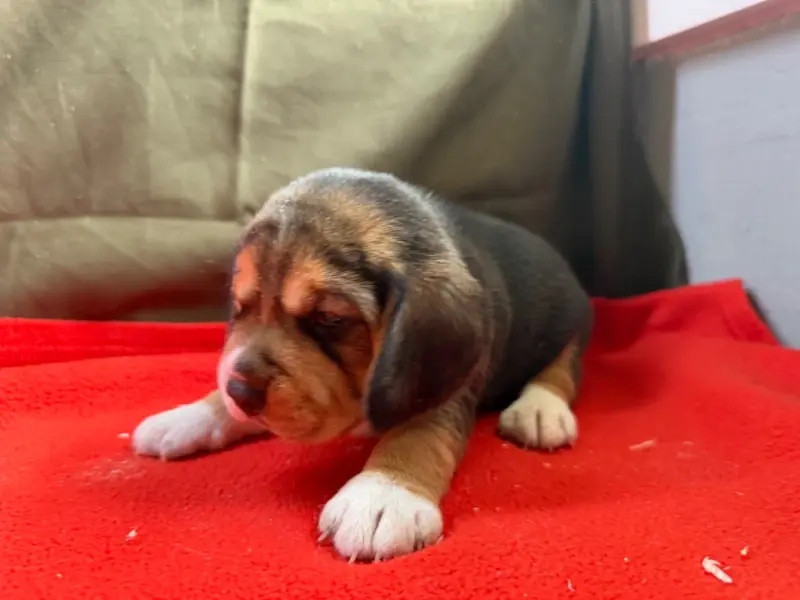 Chiot, Beagle, élevage Du Moulin de Madjurie