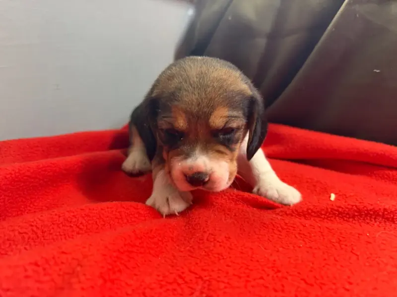 Chiot, Beagle, élevage Du Moulin de Madjurie