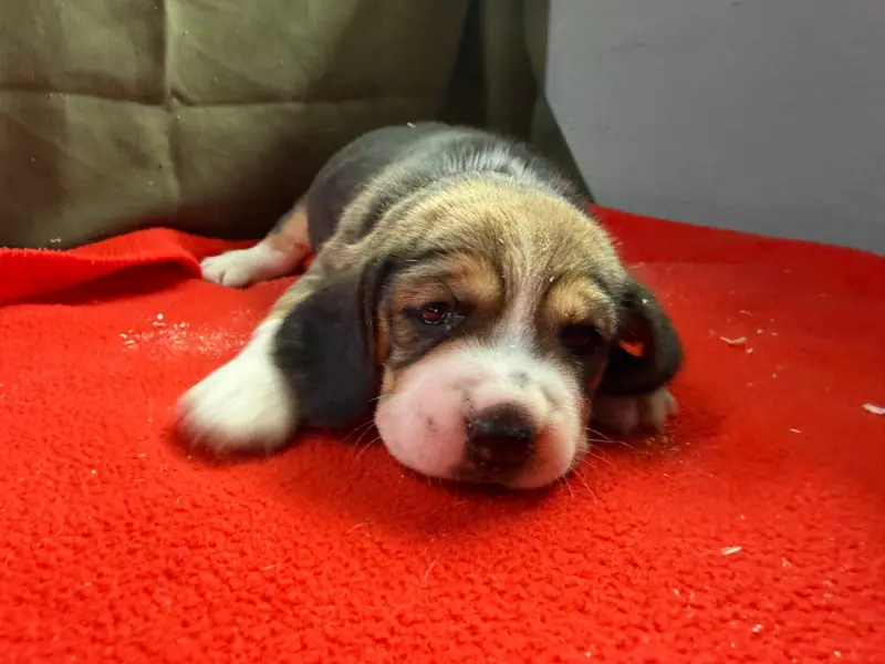 Chiot, Beagle, élevage Du Moulin de Madjurie