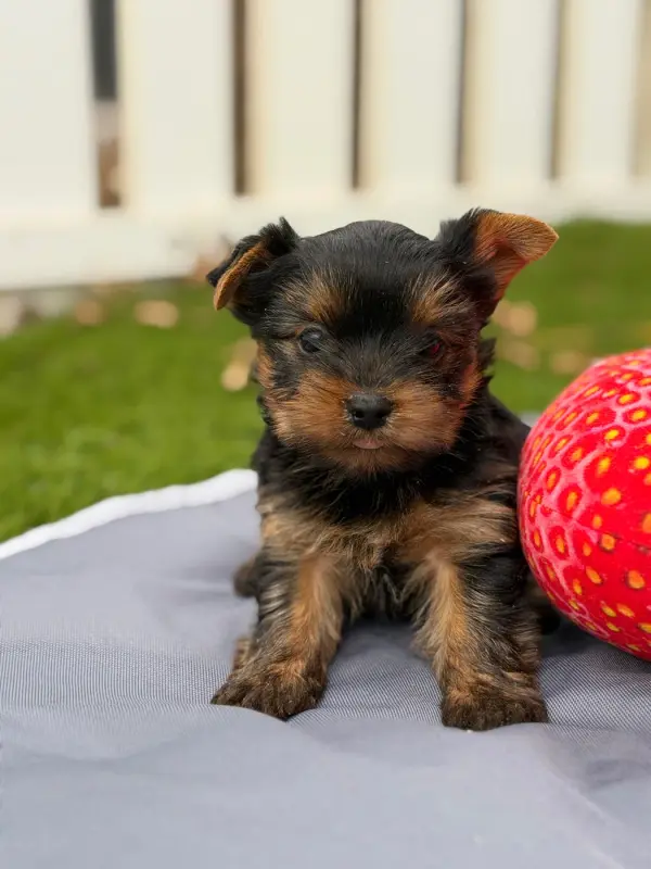 Portée de Yorkshire terrier, élevage Du Moulin de Madjurie