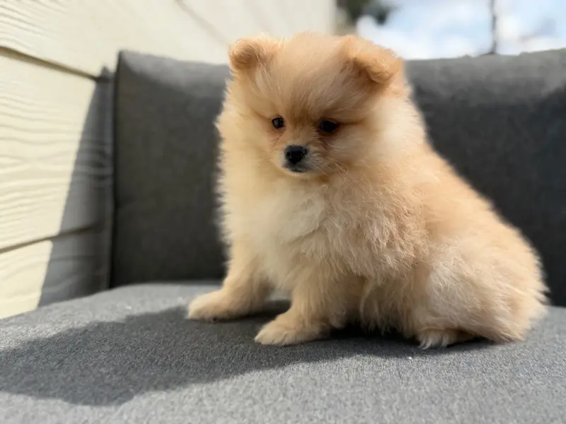 Chiot, Spitz allemand, élevage Du Moulin de Madjurie